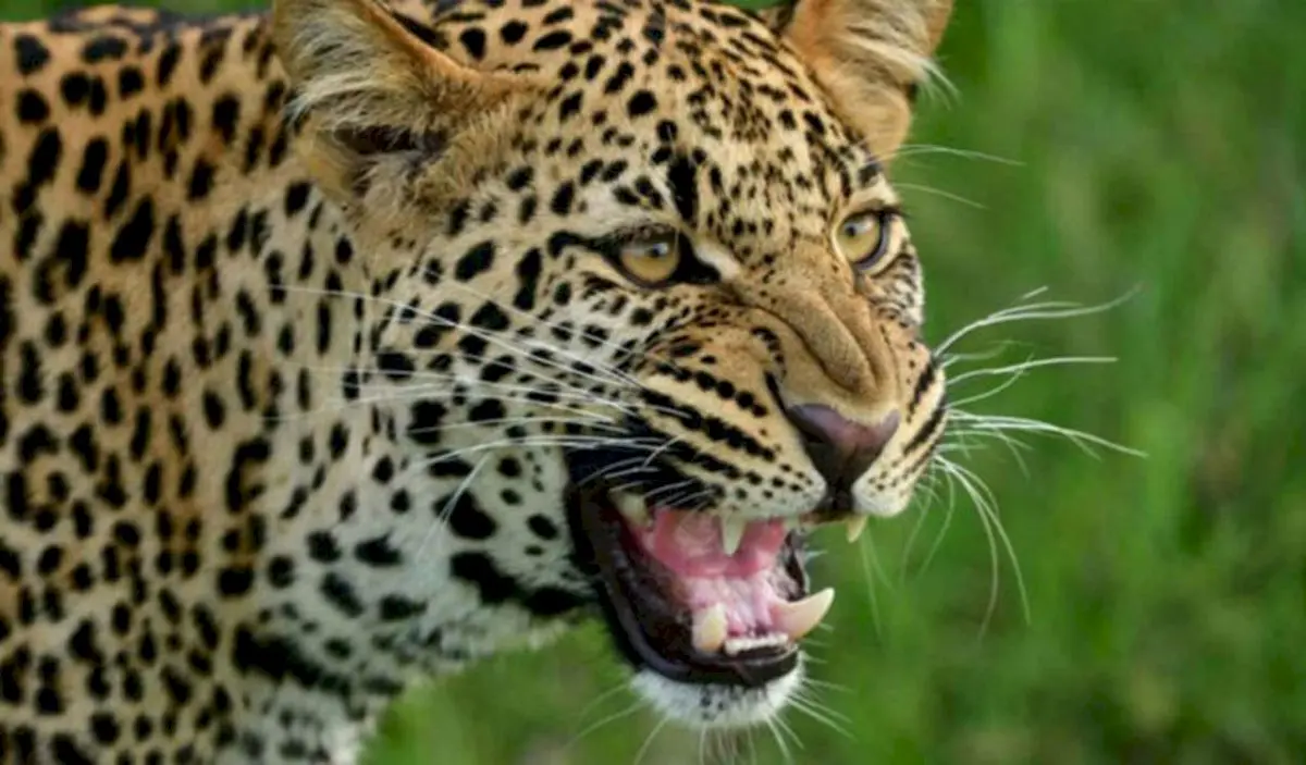 Fourth leopard trapped in Dudhwa buffer zone after attacks