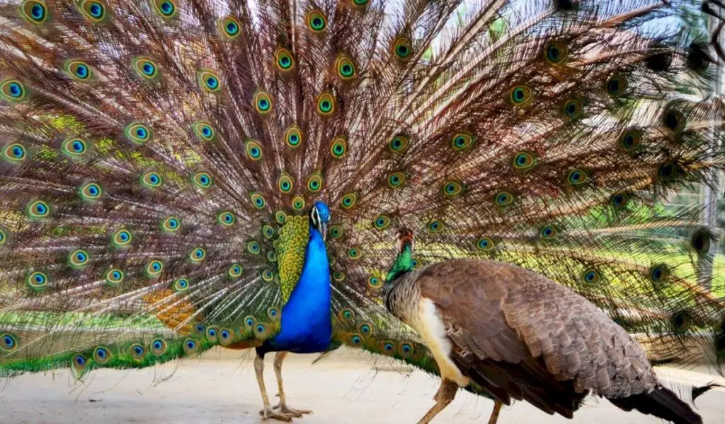 India gifts five peacocks to UN Geneva, reviving tradition