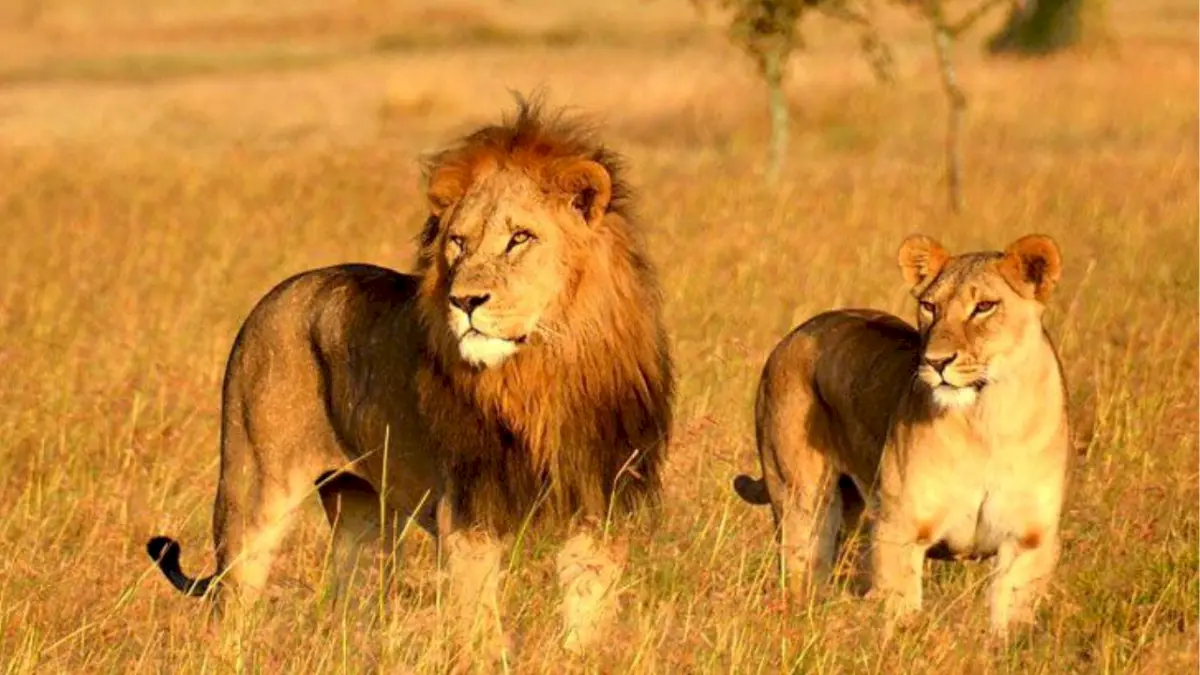 Gir's Asiatic lion population climbs to 896