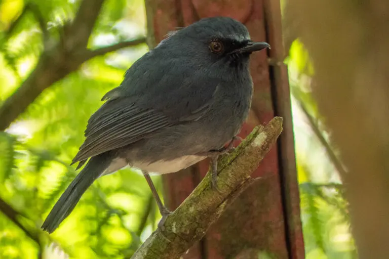 Shrinking Nilgiri grasslands disrupt endemic birds’ movements, study finds