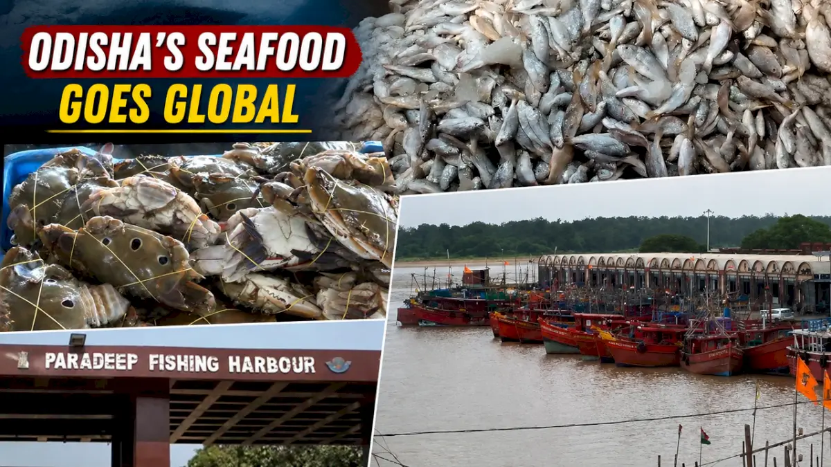 Borei fish exports from Paradip hit 8.5 million kg in 8 years