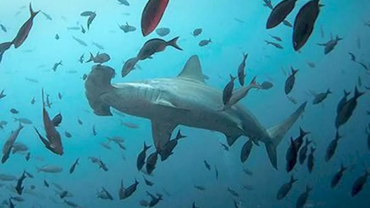 Sharks with sensors help predict hurricane intensity