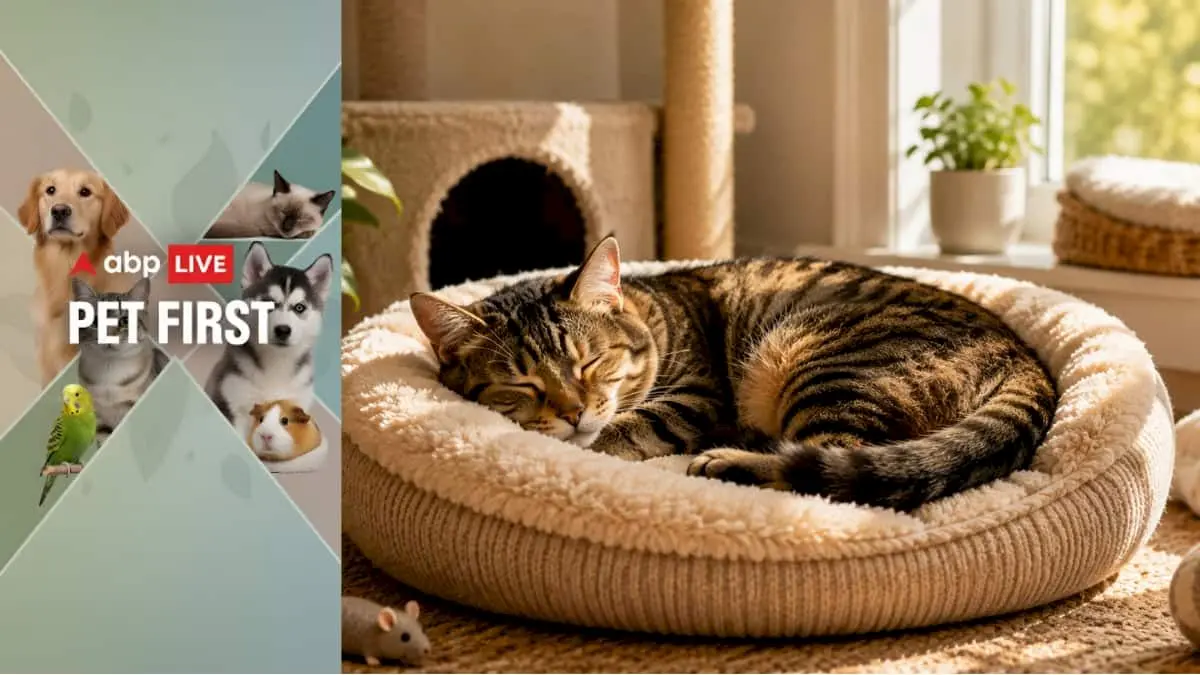 Six tips to create the perfect napping spot for your cat