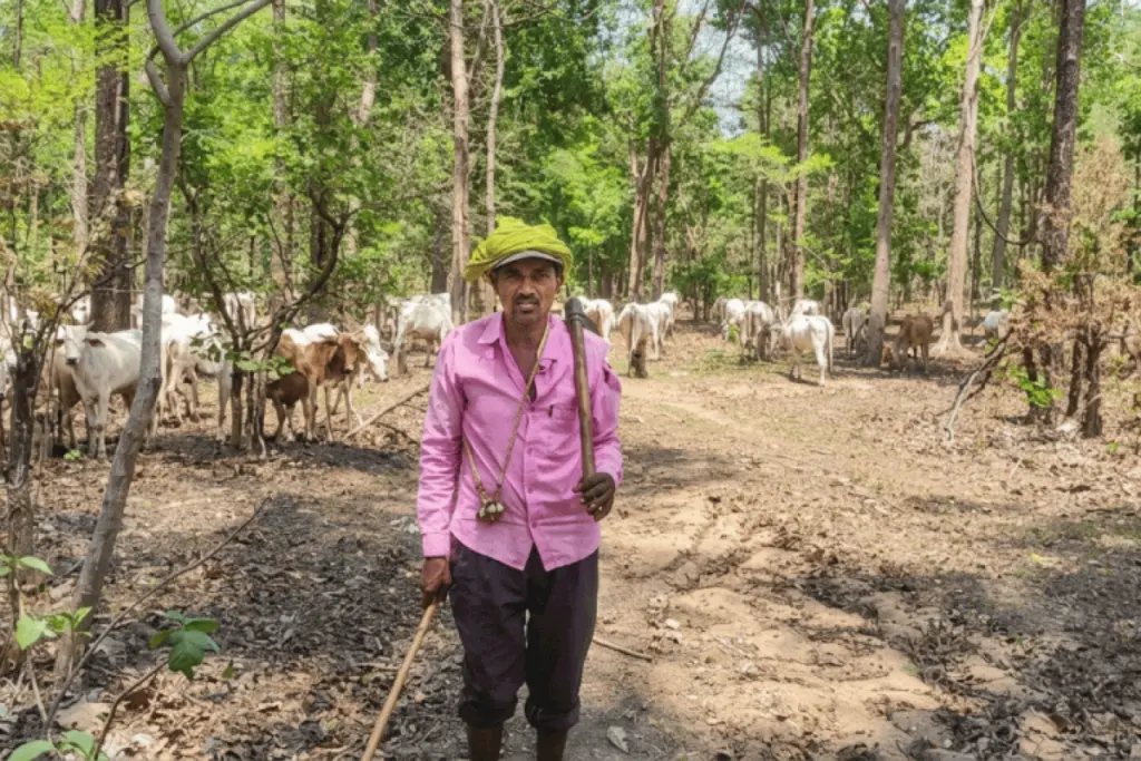 Herders quitting, skills for tiger coexistence disappearing