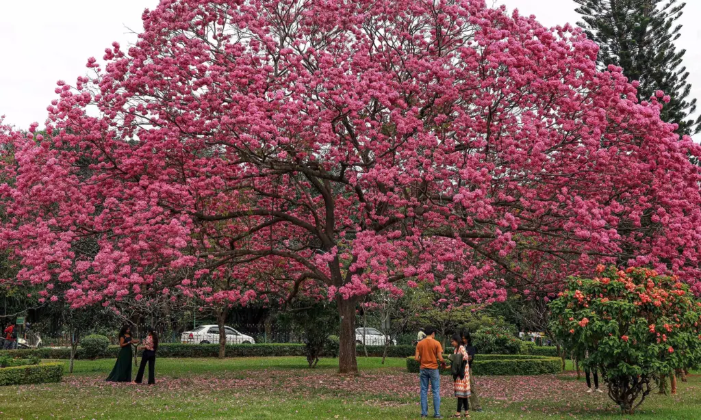 Karnataka Cabinet clears bill allowing 5% park land use for projects