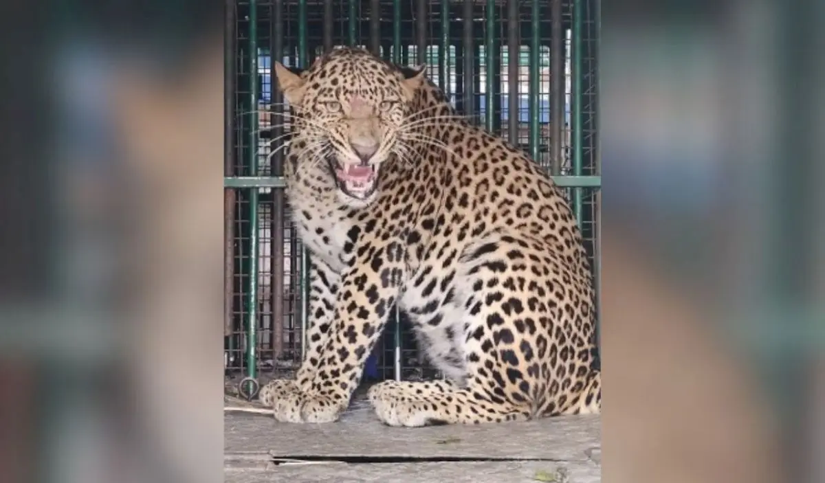 Two leopards captured in Budgam, residents relieved