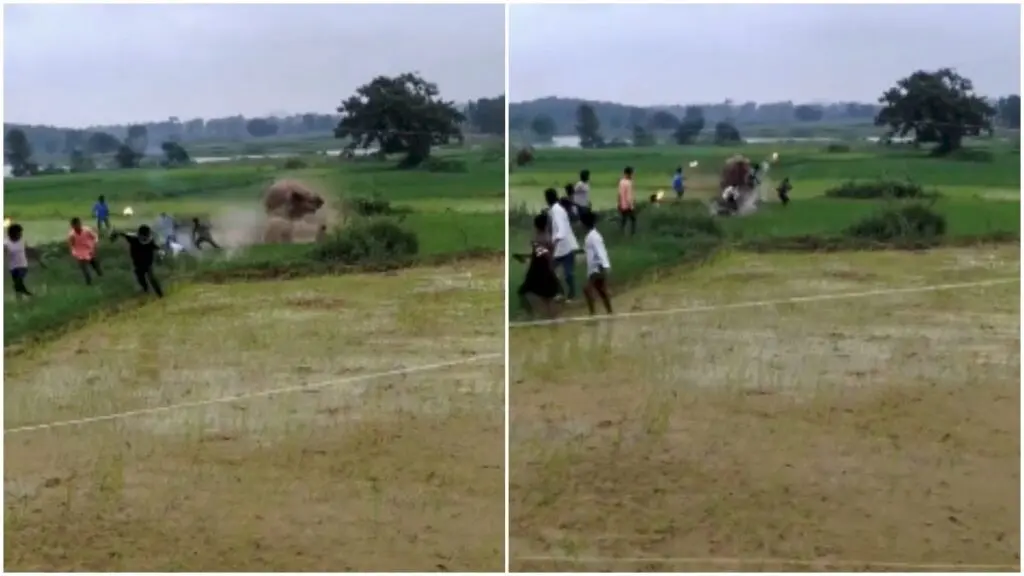 Elephant charges at people with torches in paddy field