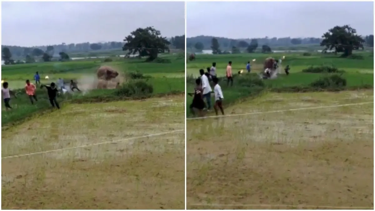 Elephant charges at people with torches in paddy field