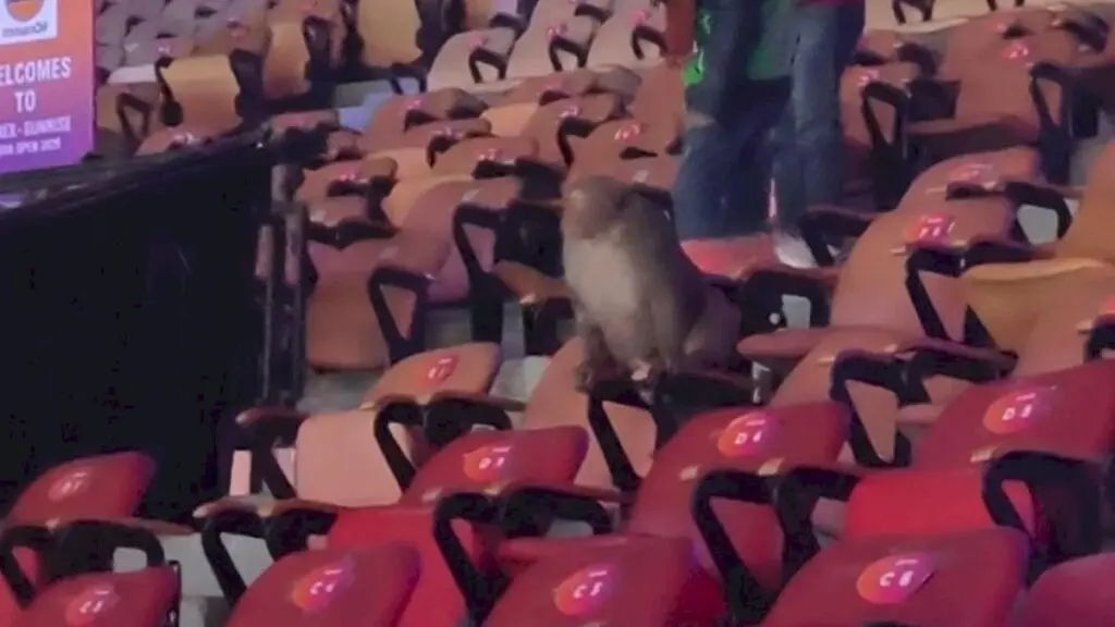 Langur callers hired to keep monkeys away from badminton Worlds
