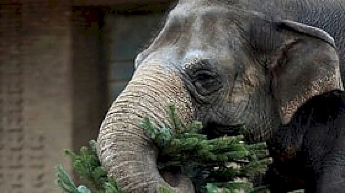 Male elephant dies of illness in Kodagu's Kolakeri