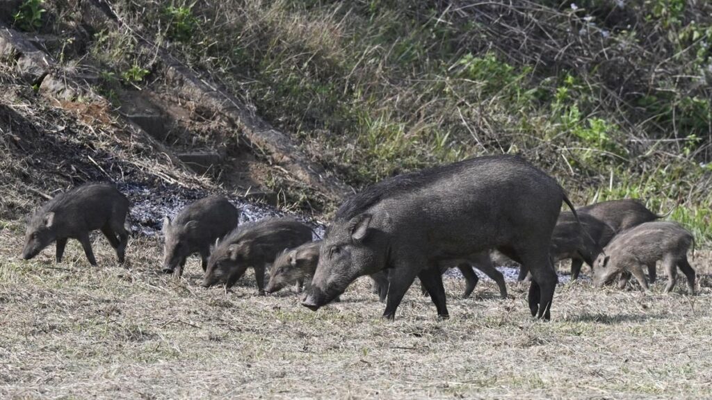 Tamil Nadu Sets Aside Rs 7.35 Crore to Curb Wild Boar Damage