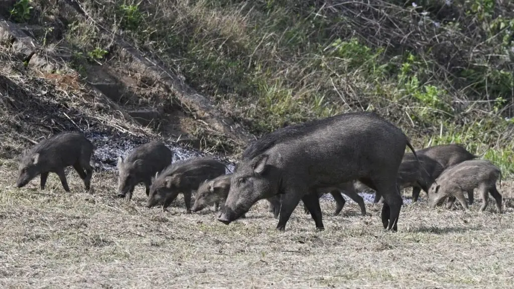 Tamil Nadu Sets Aside Rs 7.35 Crore to Curb Wild Boar Damage