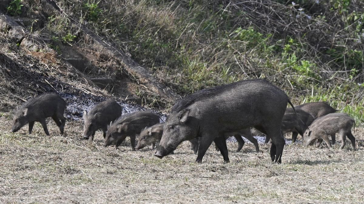 tamil-nadu-agriculture-budget:-eco-friendly-liquid-repellent-to-help-farmers-tackle-wild-boars