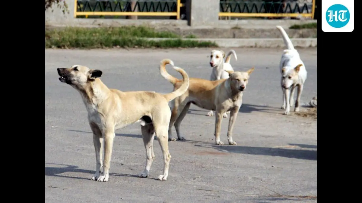 Seven stray dogs maul 5-year-old girl in Pune