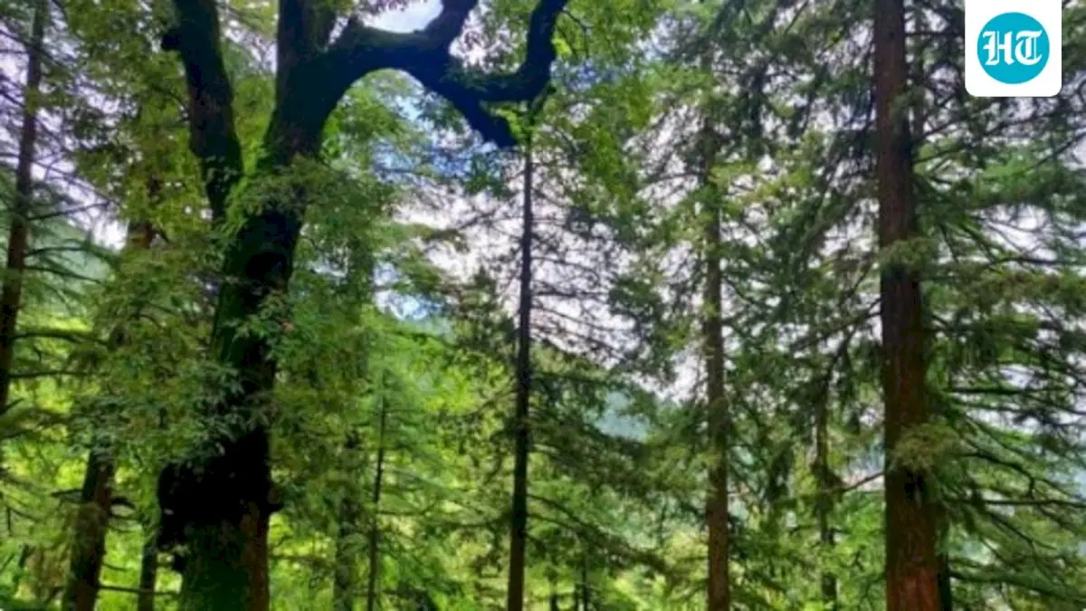 Lucknow Development Authority to track tree carbon via app