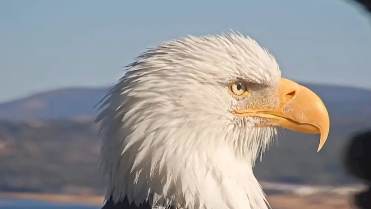 Big Bear bald eagle Jackie dies after weeks of intensive care