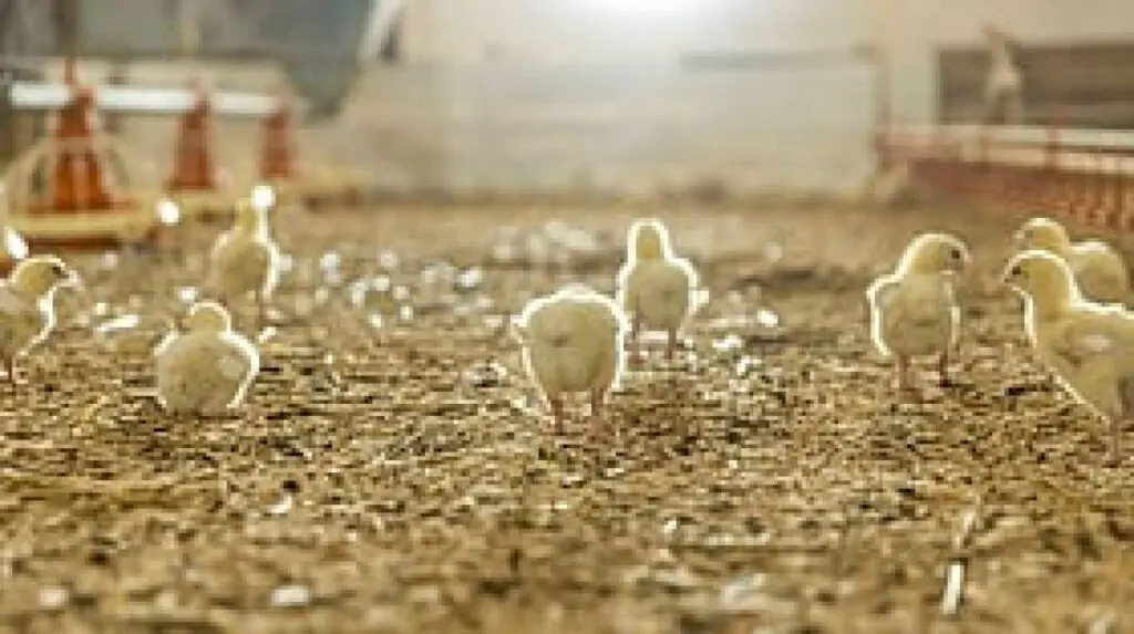 RUDSET offers free poultry farming training in Karnataka