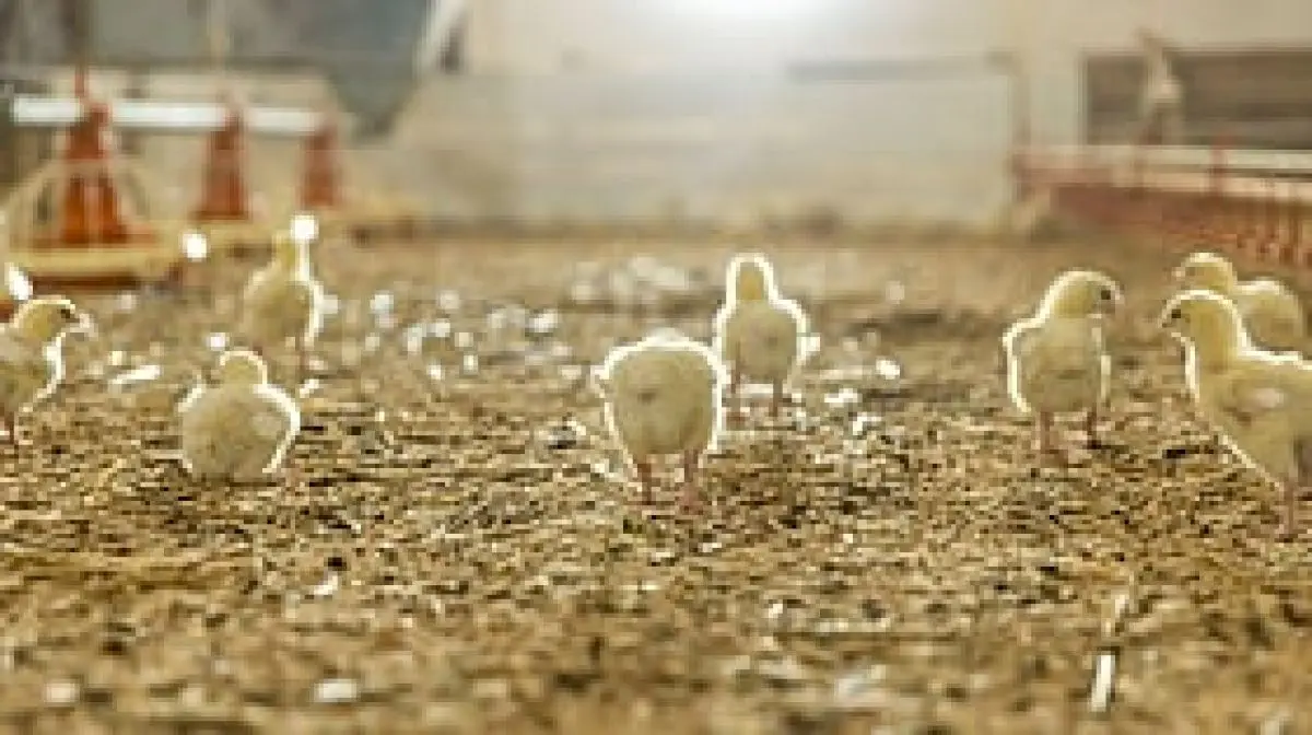RUDSET offers free poultry farming training in Karnataka