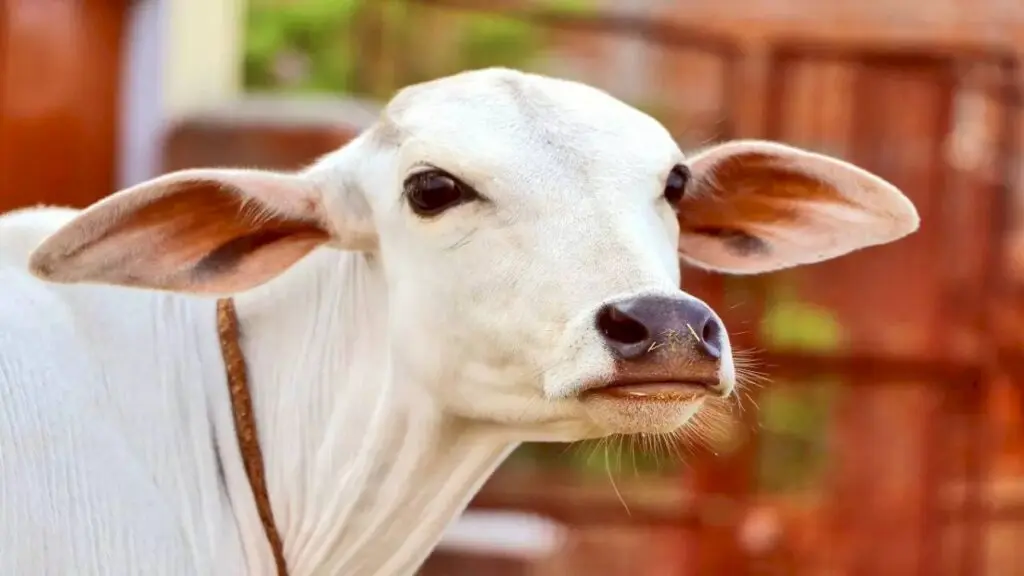UP launches cow urine procurement pilot in Bulandshahr