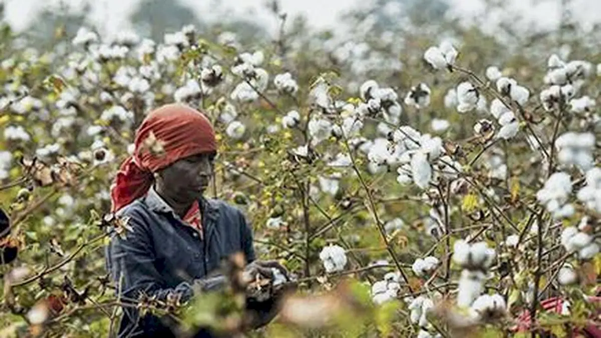 CCI hikes cotton price by Rs 700 per candy on firm demand