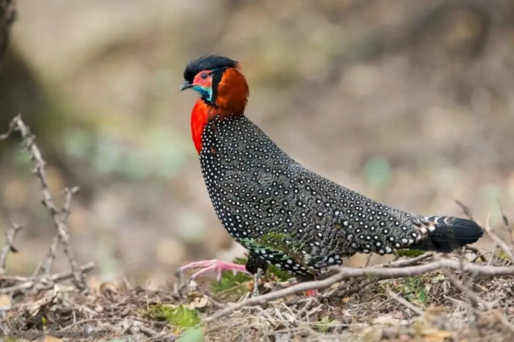 Himalayan pheasants face mounting human pressure