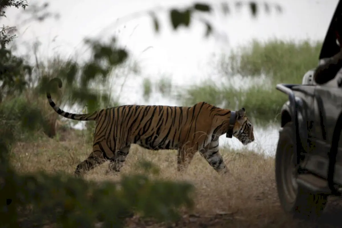 Study links tourism in tiger reserves to higher stress in big cats