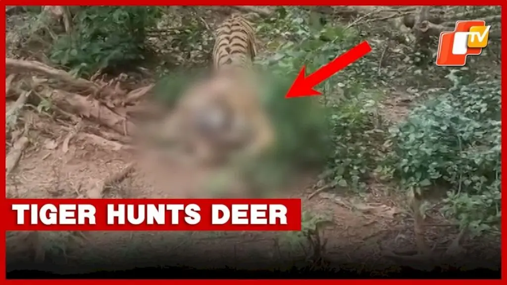 Tiger kills deer inside Nandankanan Zoo, video surfaces