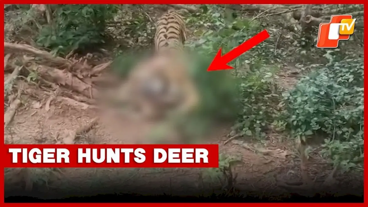 Tiger kills deer inside Nandankanan Zoo, video surfaces