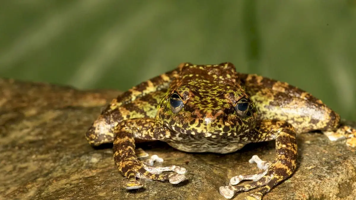 Three new cascade frog species found in northeast India