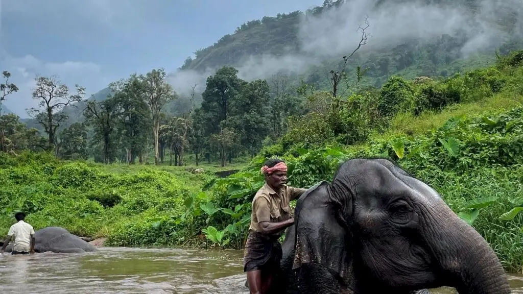 Elephant Whisperers draws Oscar nod, spotlights Tamil Nadu tribal mahouts