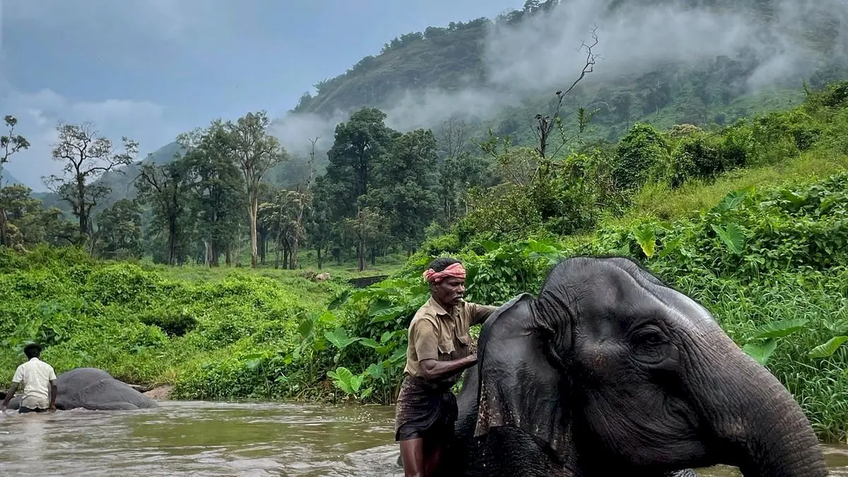 Elephant Whisperers draws Oscar nod, spotlights Tamil Nadu tribal mahouts