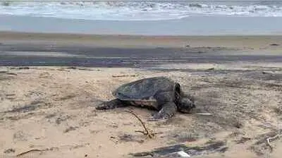 Mumbai Police rescues rare 100 kg loggerhead sea turtle