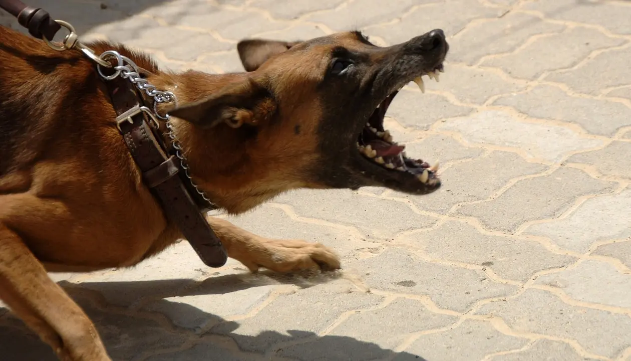 Karnataka High Court calls dog-attack case against senior citizen prima facie frivolous