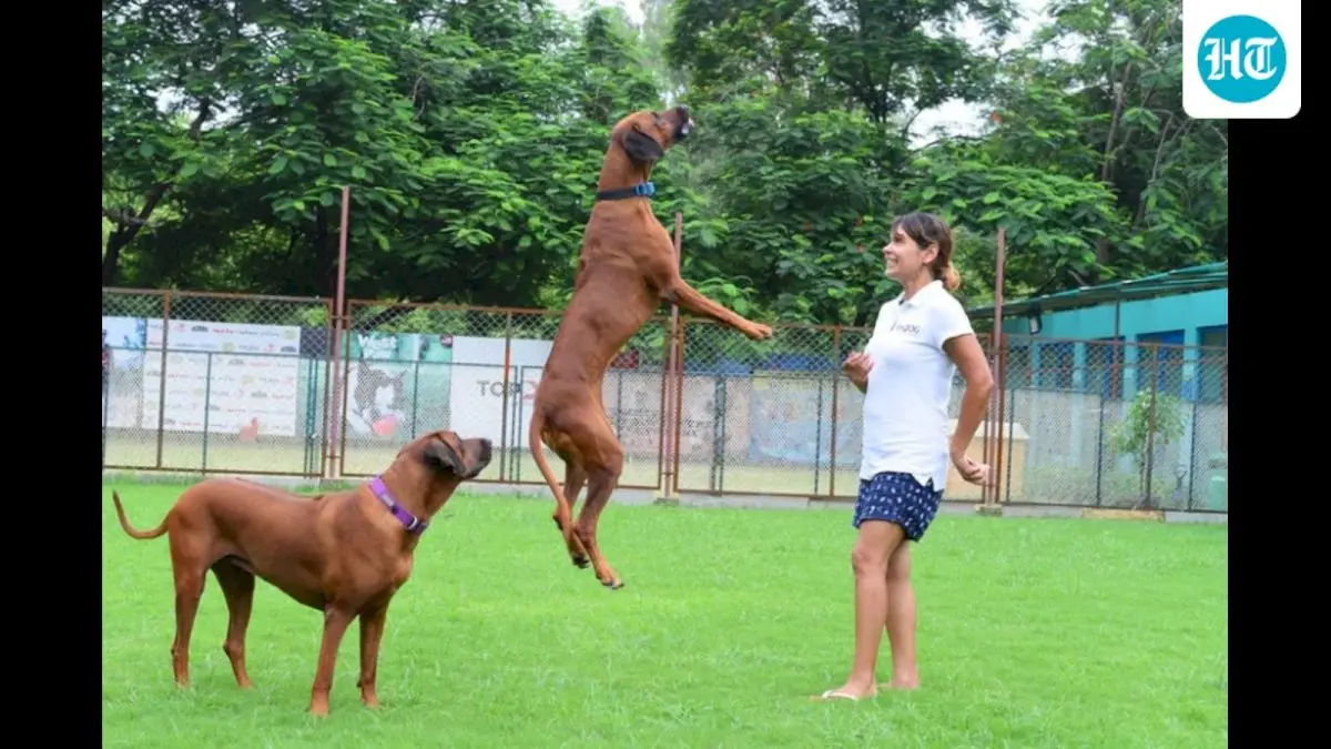 Lucknow mandates annual licence fee for dogs, cats