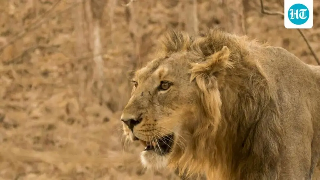 Gujarat's Deesa to get Rs 542-cr desert zoo and night safari