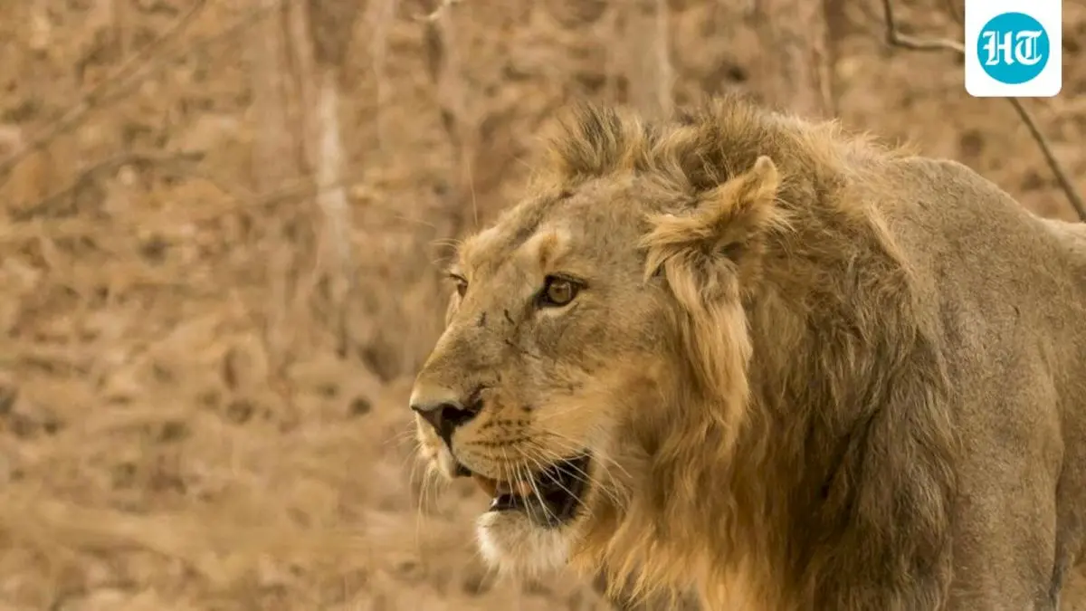 Gujarat's Deesa to get Rs 542-cr desert zoo and night safari
