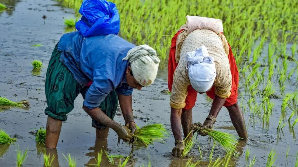 Global rice output to fall 9 million tonnes by 2026-27: report