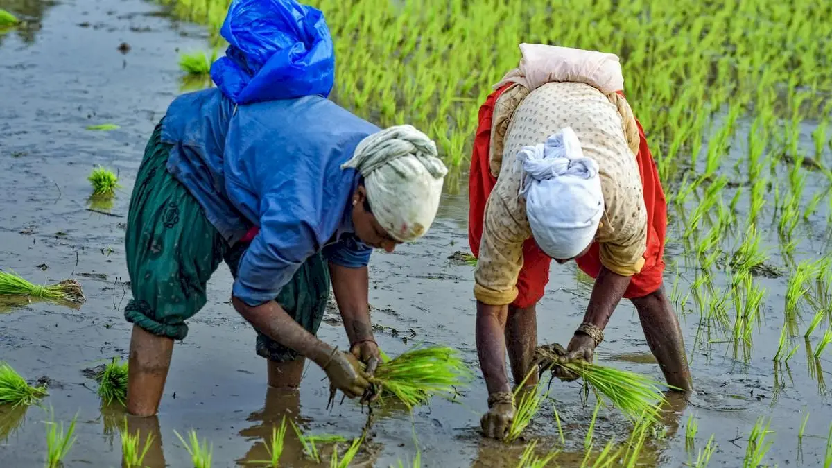 Global rice output to fall 9 million tonnes by 2026-27: report