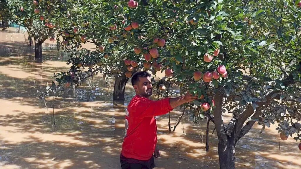 Highway closures rot Kashmir apple crop, growers seek alternatives
