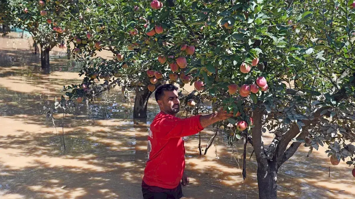 Highway closures rot Kashmir apple crop, growers seek alternatives