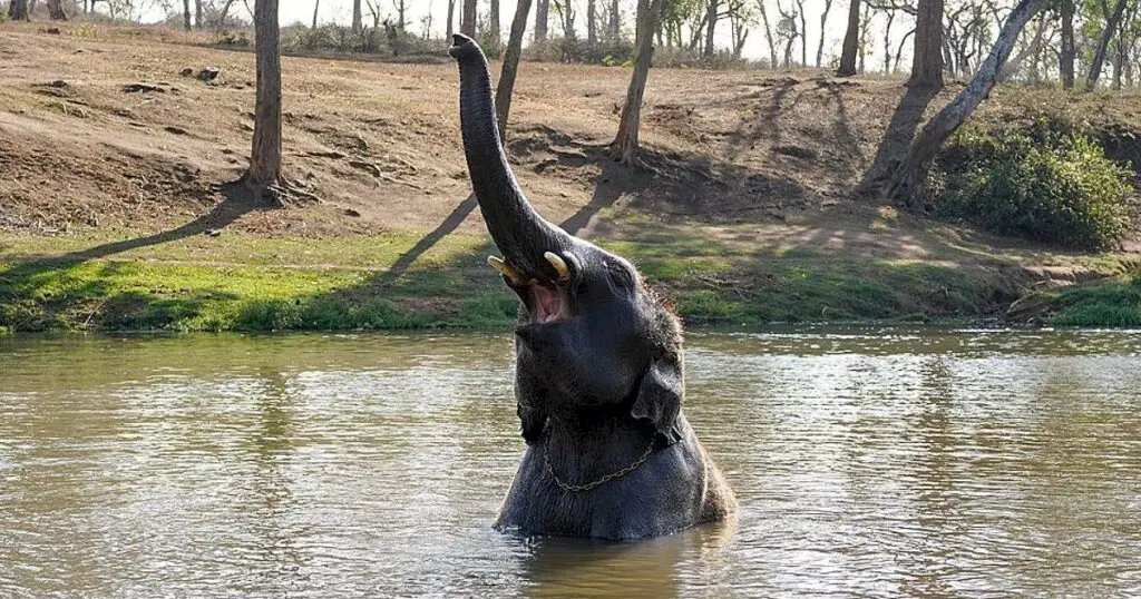 India leads world in wild Asian elephant population