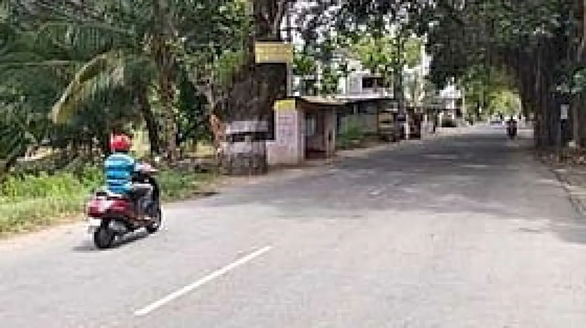 Naval trees disappear on 2-km stretch in Kanniyakumari