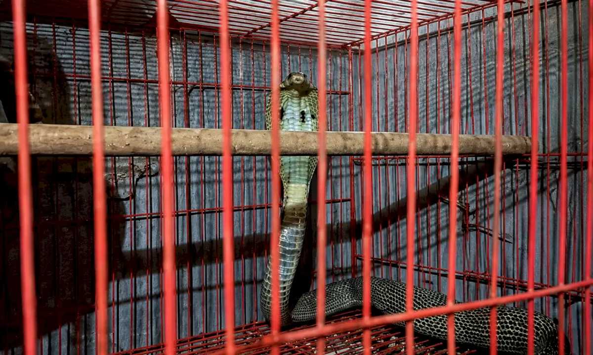 Cobra enters bird cage in Odisha, kills two pet birds