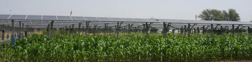 Rajasthan farmer adopts agrivoltaics to grow maize under solar panels
