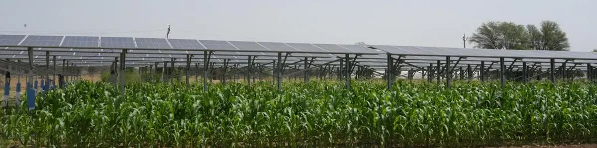 Rajasthan farmer adopts agrivoltaics to grow maize under solar panels