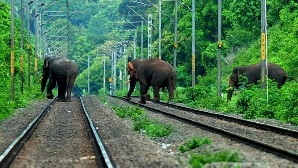 Wild elephant and calf killed by train near Walayar