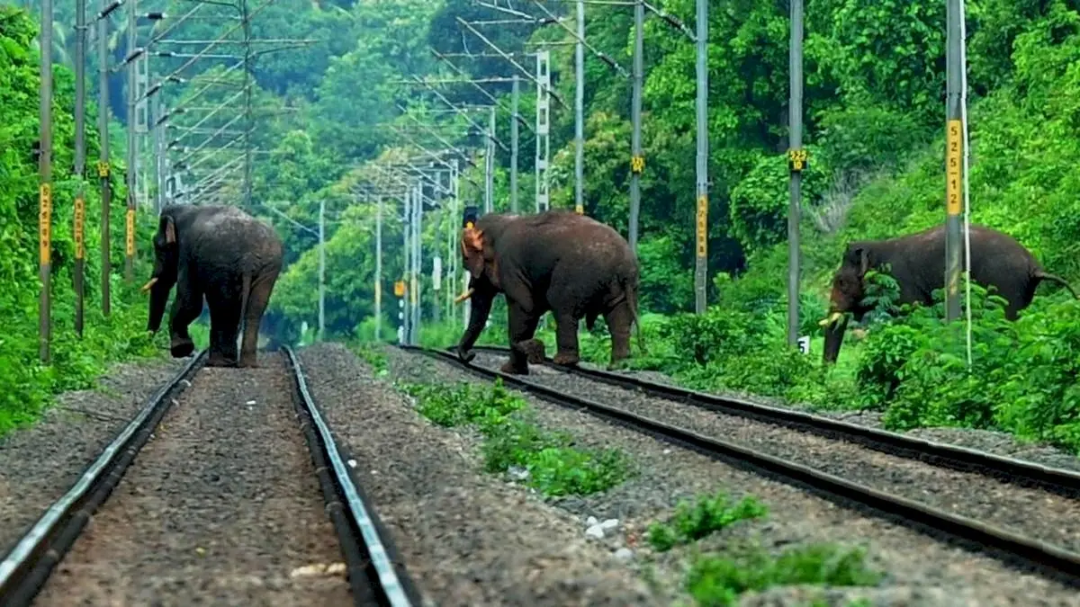 Wild elephant and calf killed by train near Walayar