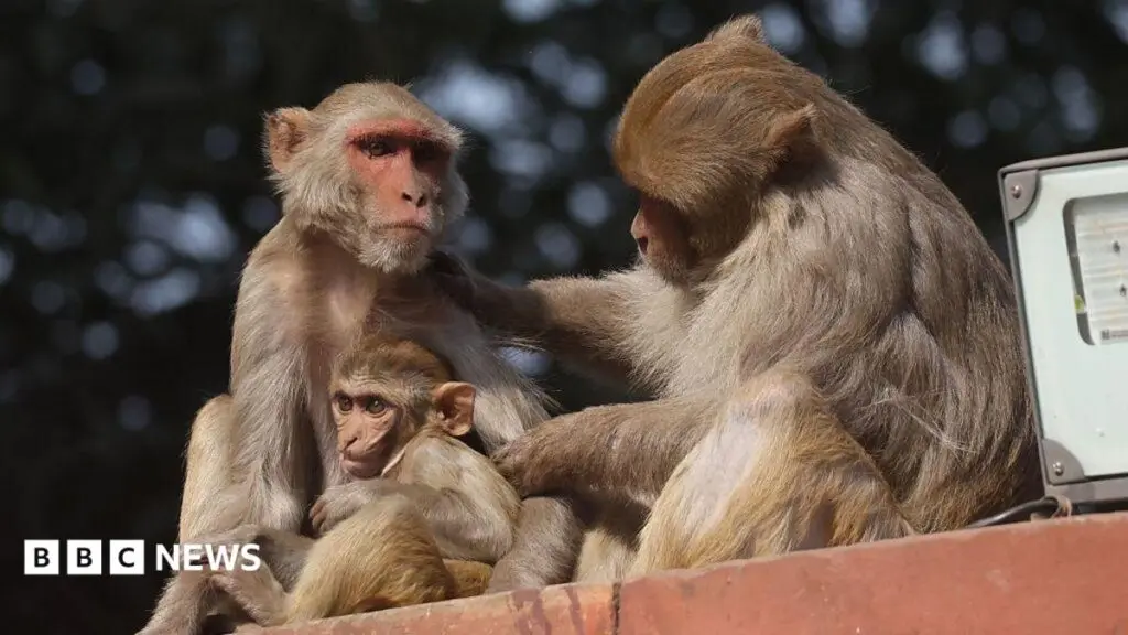 Delhi seals stadium, uses gel to keep monkeys and pigeons out of badminton worlds