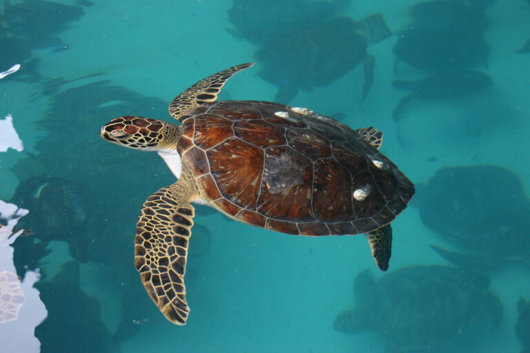 Magnetoreception may have evolved independently in complex animals