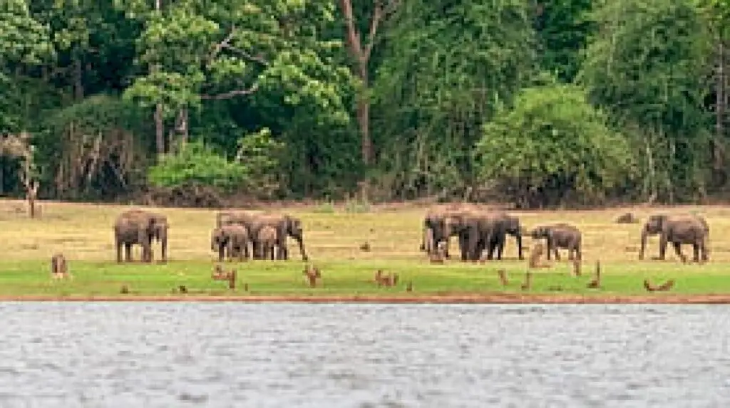 Karnataka launches elephant conflict mitigation in 20 forest divisions